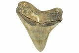 Serrated, Fossil Megalodon Tooth - North Carolina #294711-1